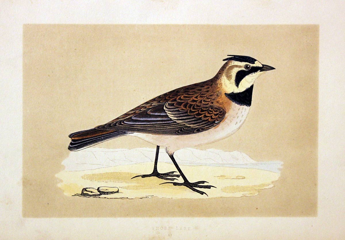 Shore Lark Rev. F O Morris