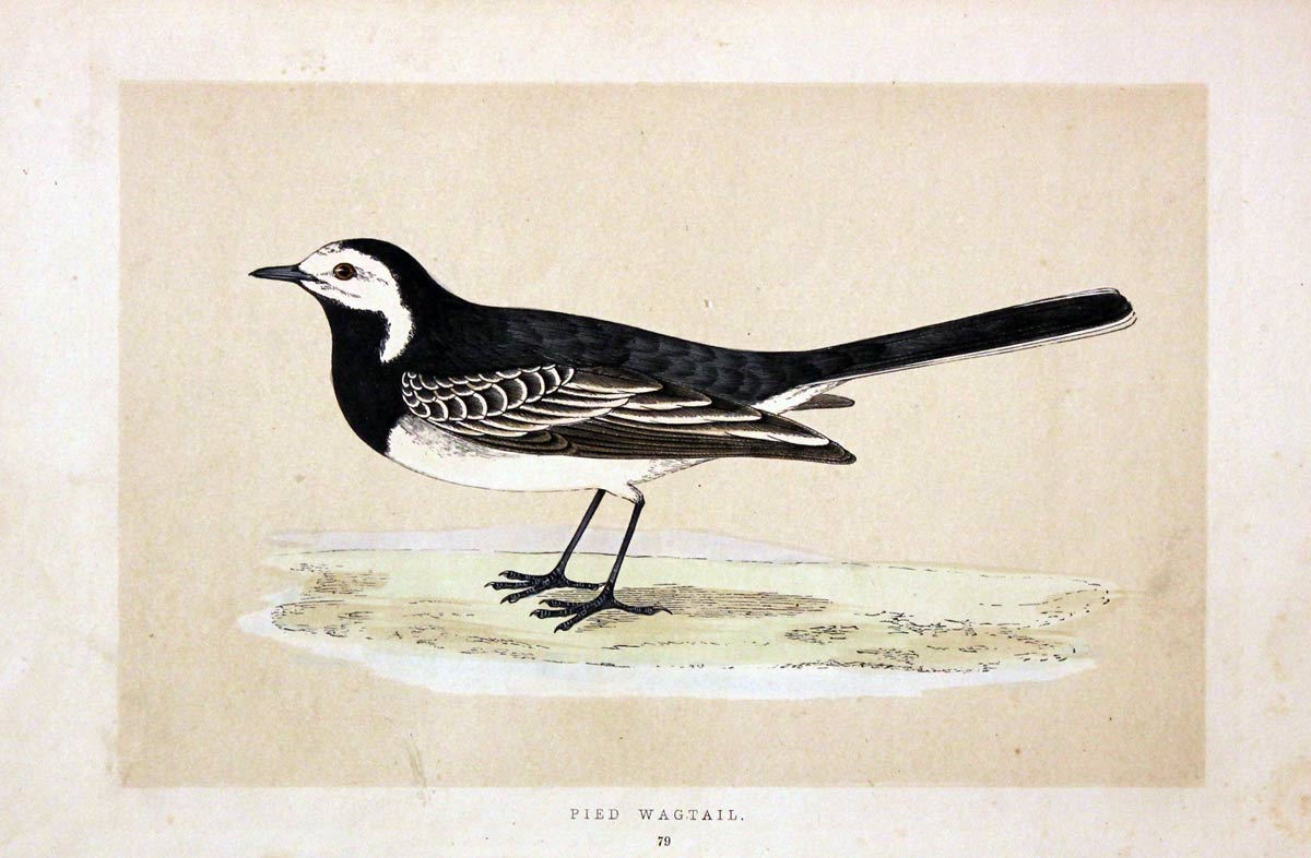 Pied Wagtail Rev. F O Morris