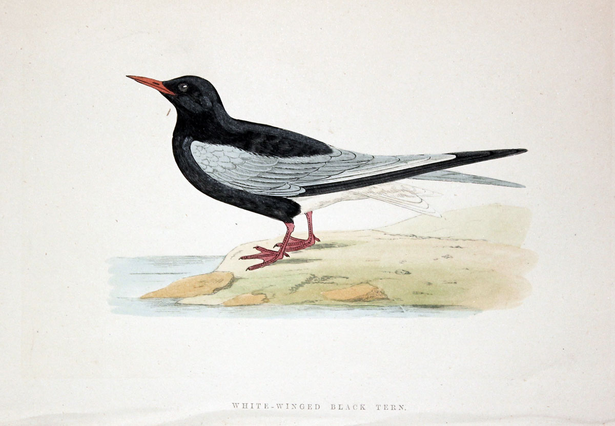 White-Winged Black Tern Rev. F O Morris  White-Winged Black Tern Rev. F O Morris