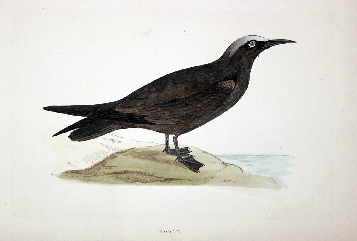 Noddy Rev. F O Morris  Noddy Rev. F O Morris