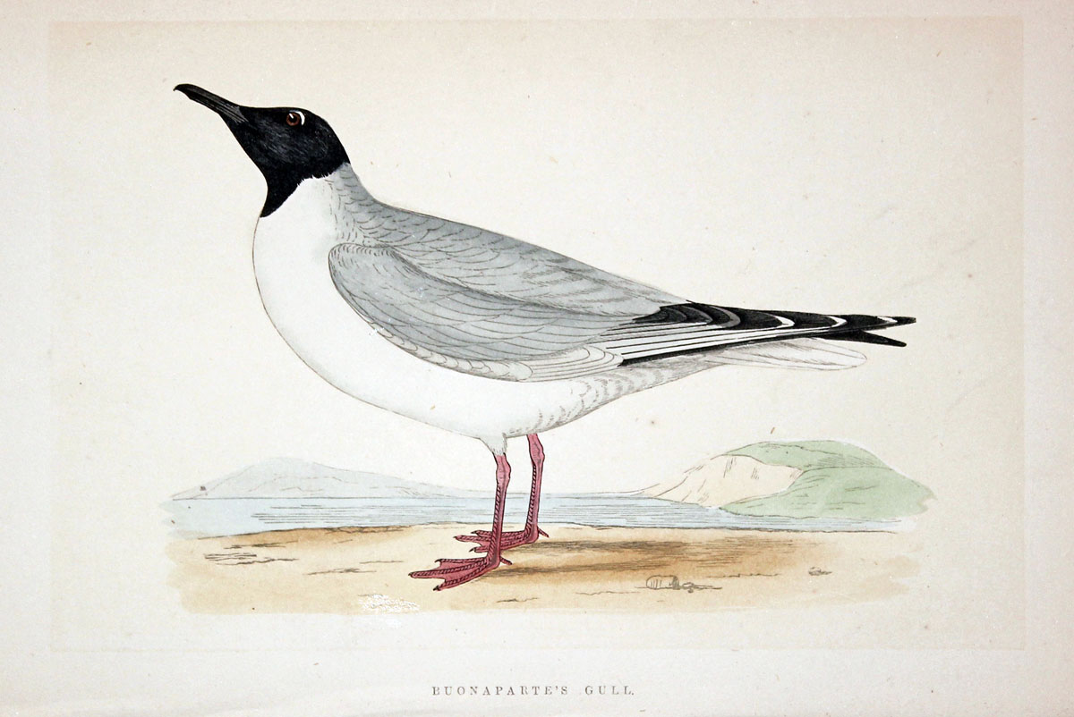 Ross's Gull Rev. F O Morris  Ross's Gull Rev. F O Morris