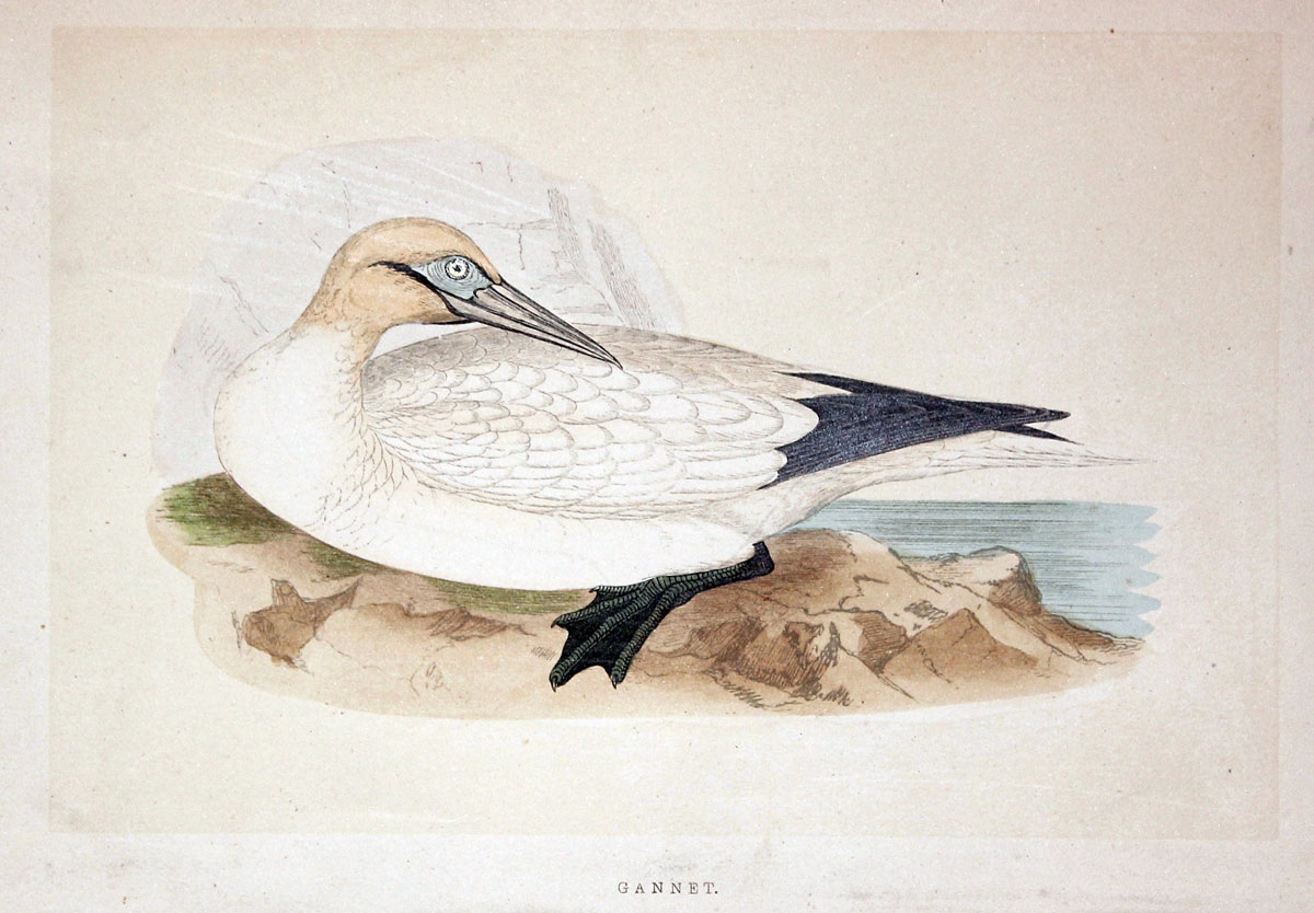 Gannet Rev. F O Morris  Gannet Rev. F O Morris