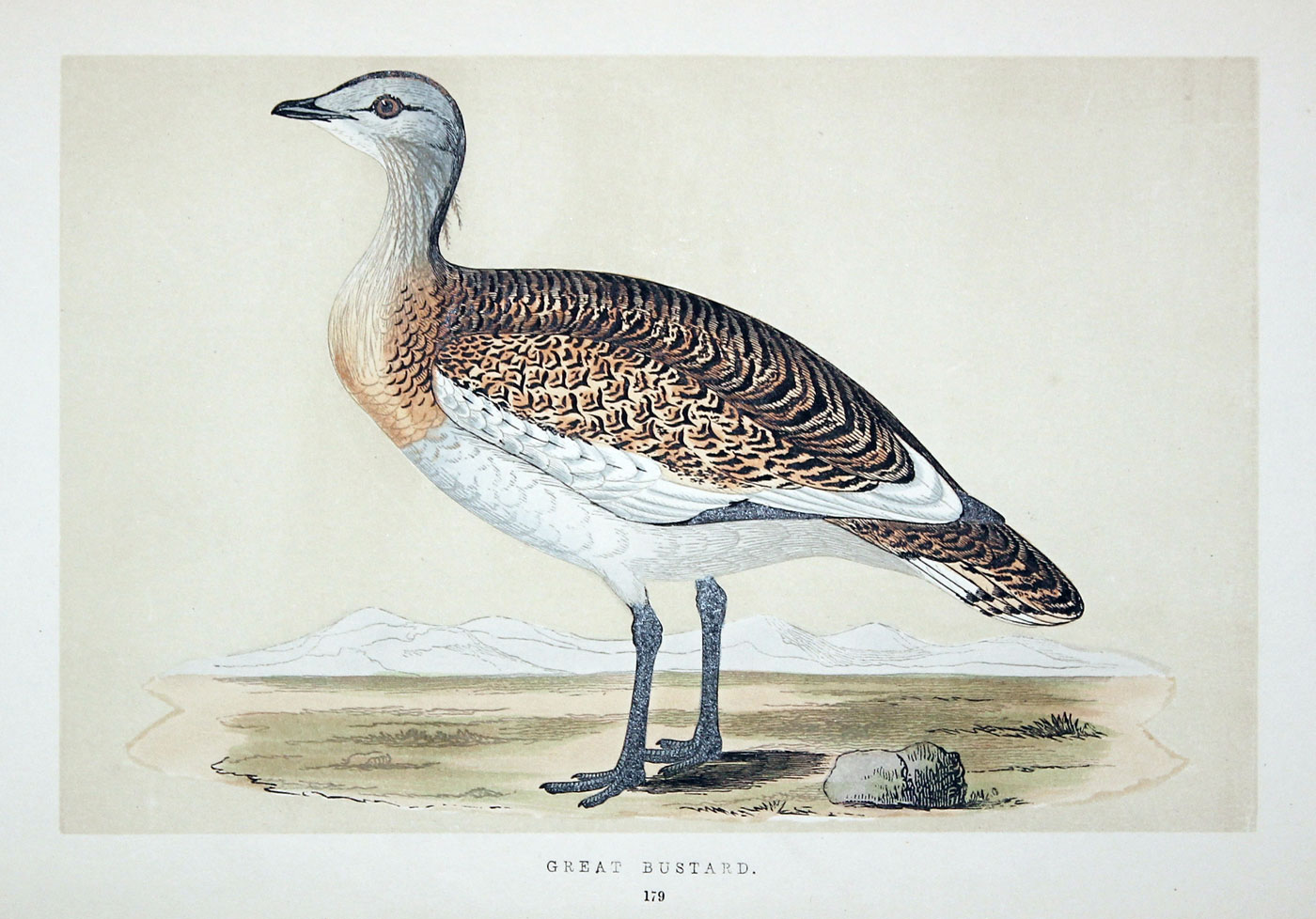 Great Bustard Rev. F O Morris