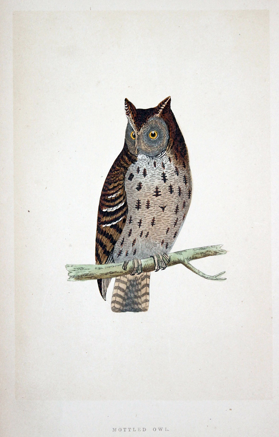 Mottled Owl Rev. F O Morris