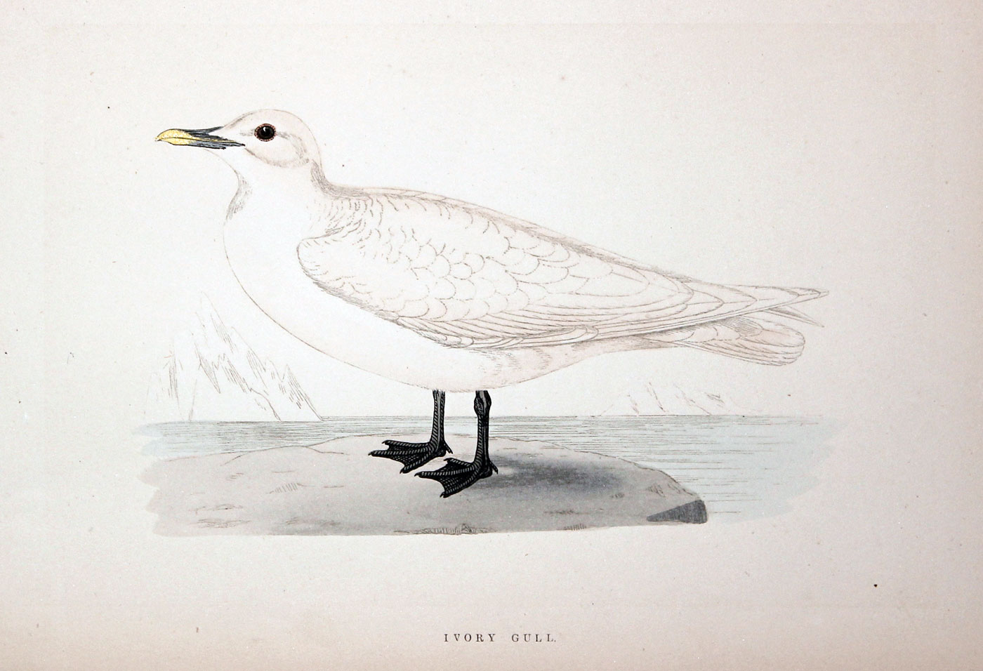 Ivory Gull Rev. F O Morris  Ivory Gull Rev. F O Morris