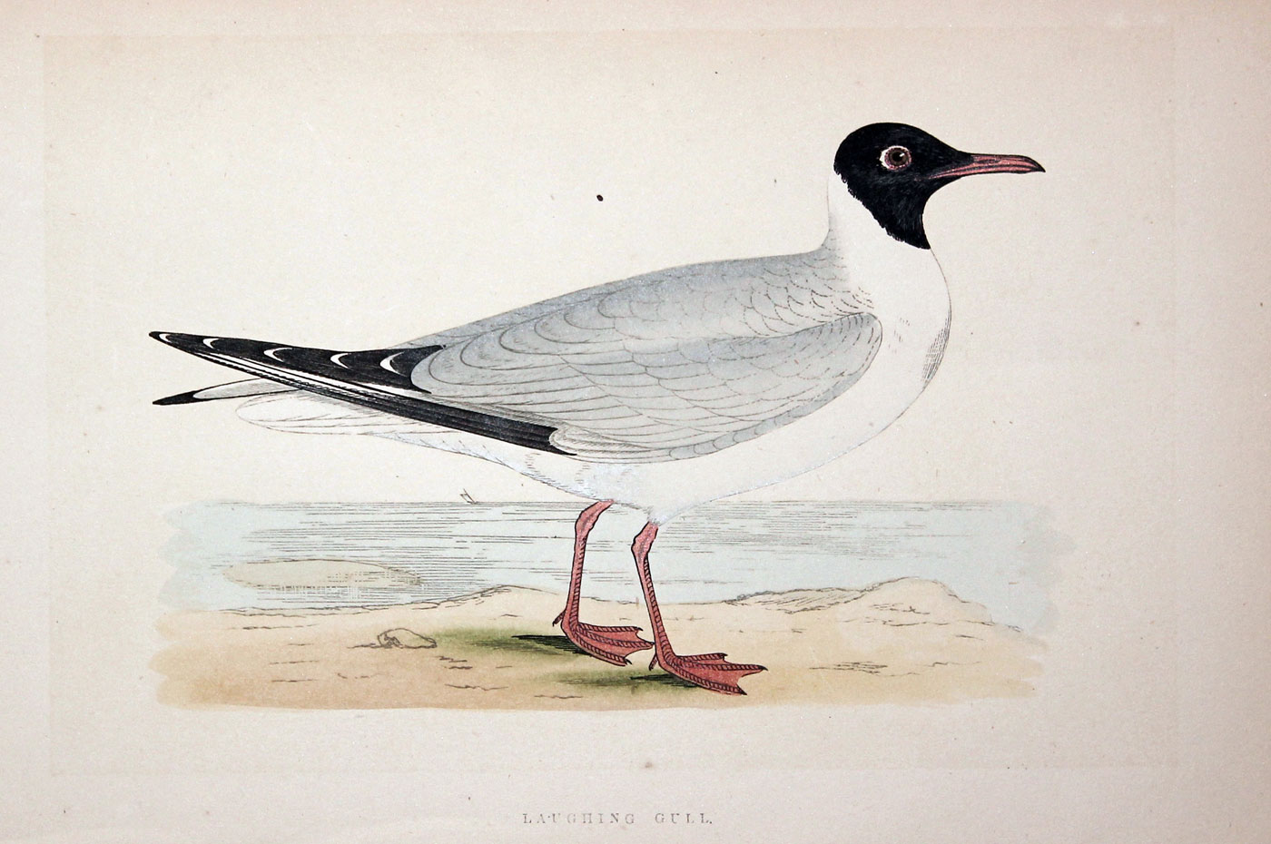 Laughing Gull Gull Rev. F O Morris  Laughing Gull Gull Rev. F O Morris
