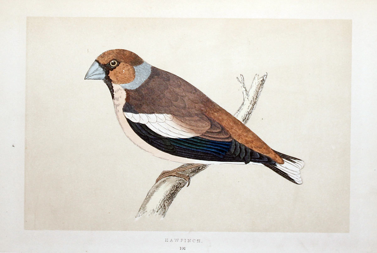 Hawfinch Rev. F O Morris