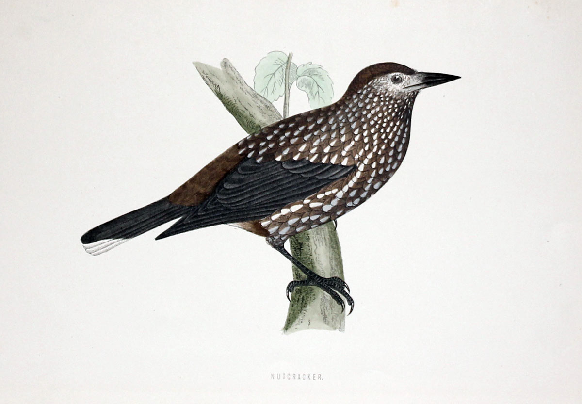 Nutcraker Rev. F O Morris