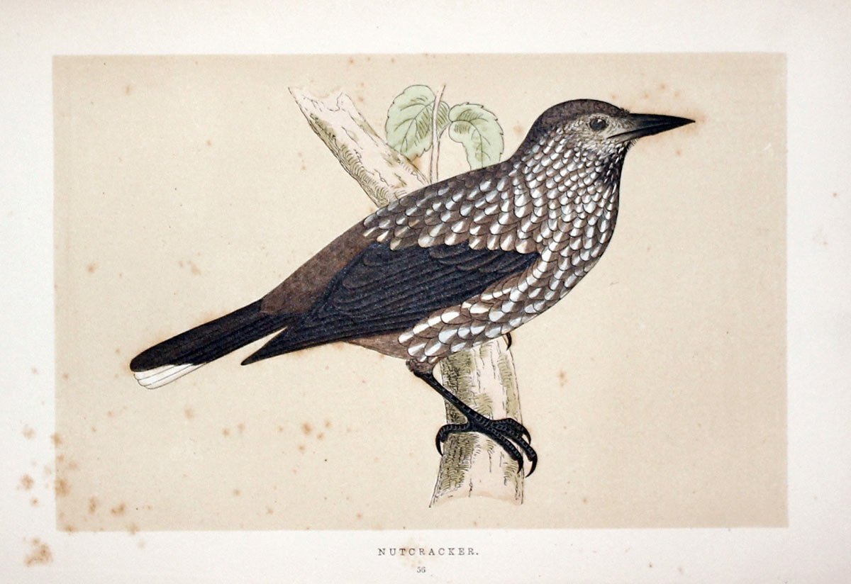 Nutcraker Rev. F O Morris