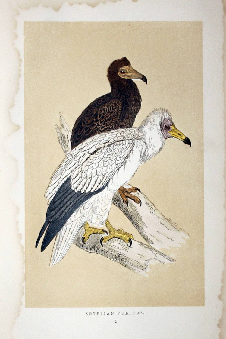 Egyptian Vultures Rev. F. O.Morris
