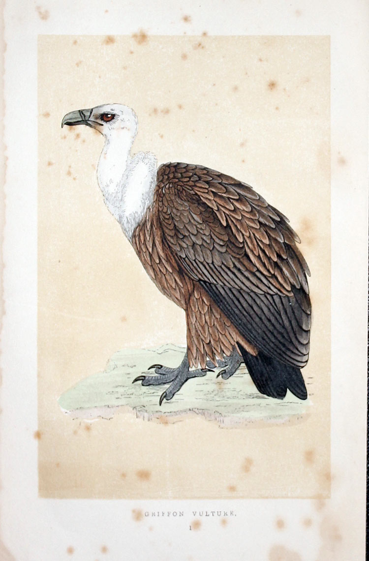 Griffon Vulture Rev. F. O.Morris