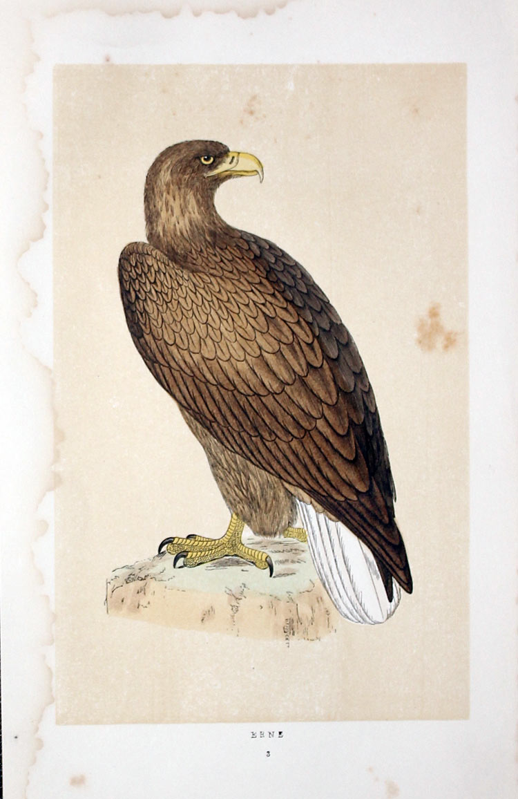 Erne Rev. F O Morris