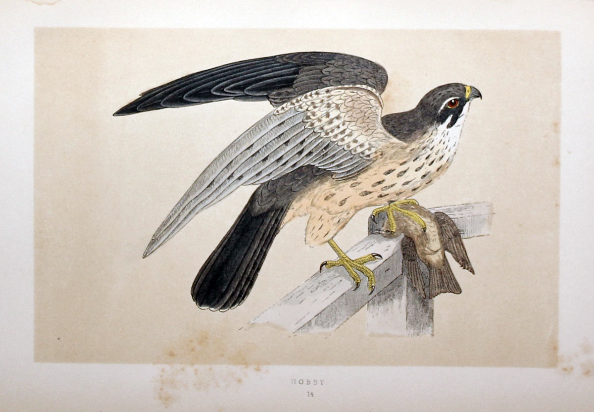 Oragne Legged Hobby Rev. F O Morris