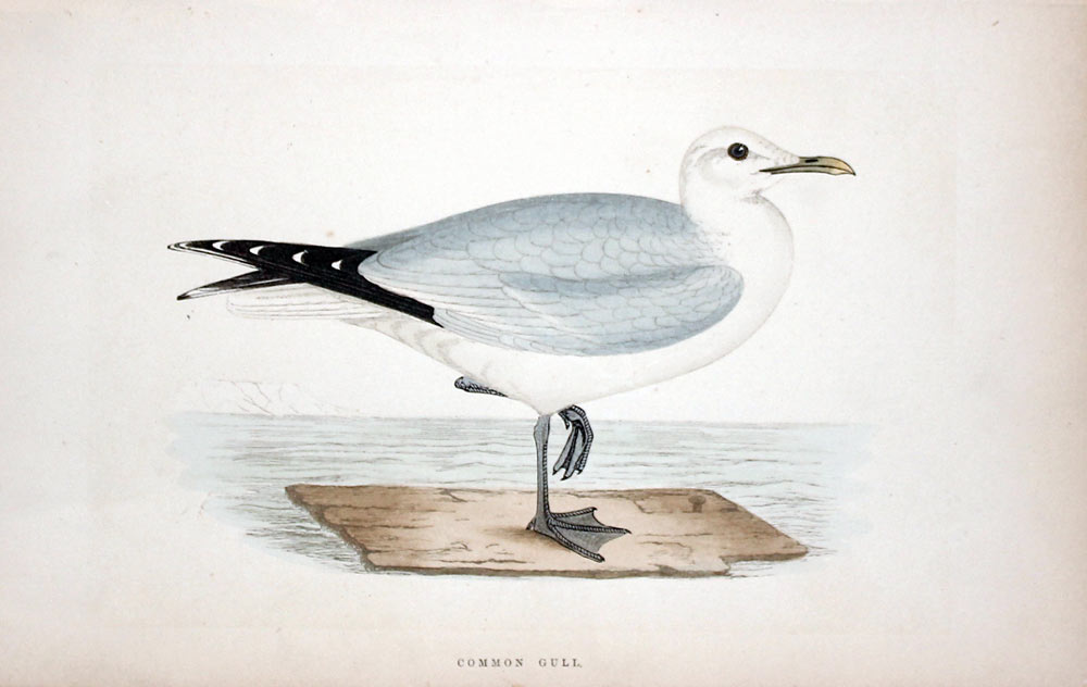 Common Gull Rev. F O Morris  Common Gull Rev. F O Morris