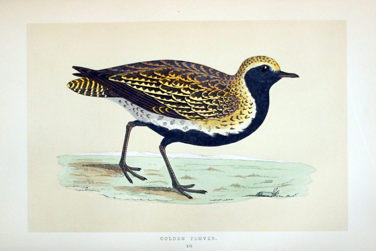 Ringed Dotterel Rev. F O Morris