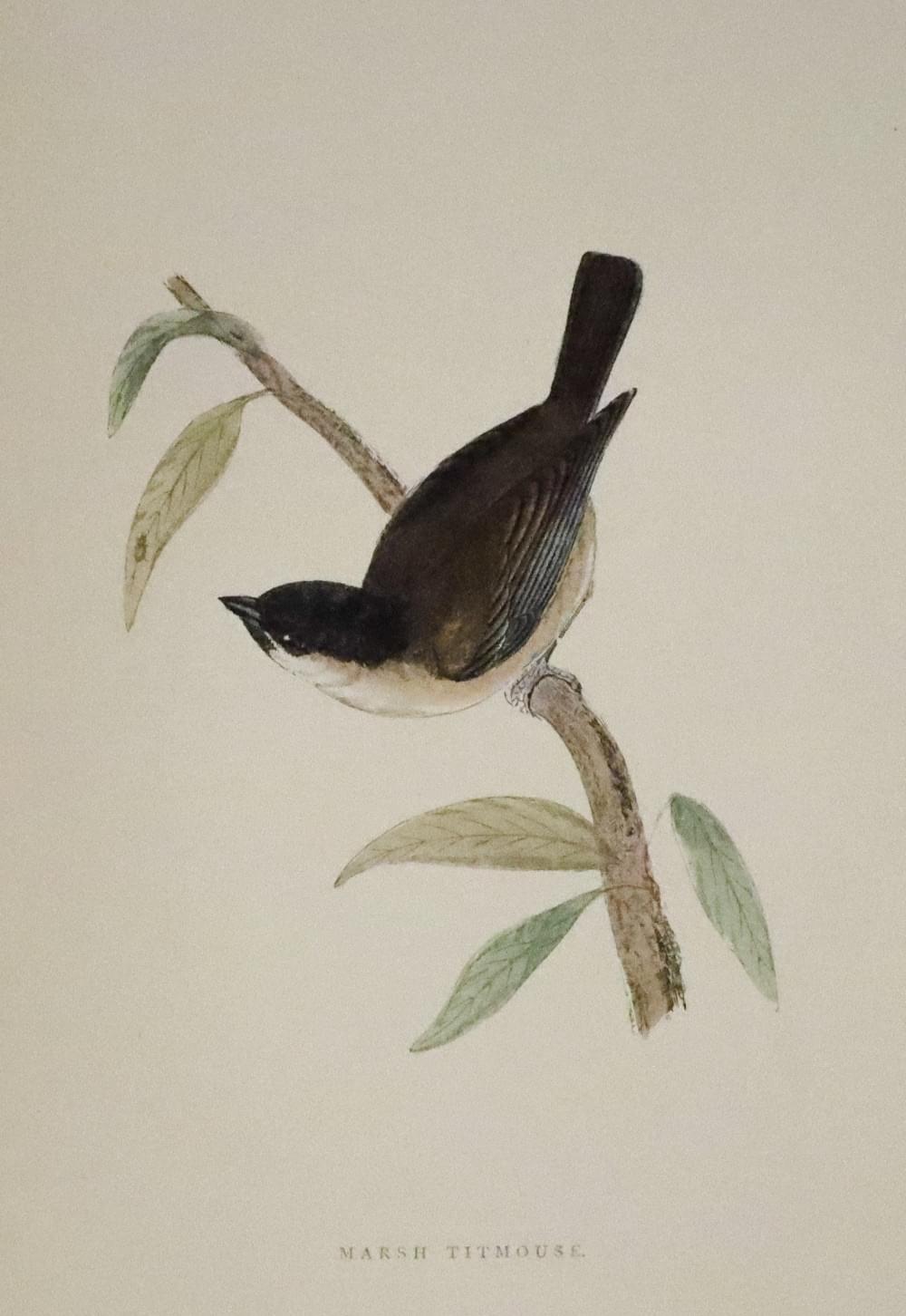 Marsh Titmouse, Rev. F. O. Morris