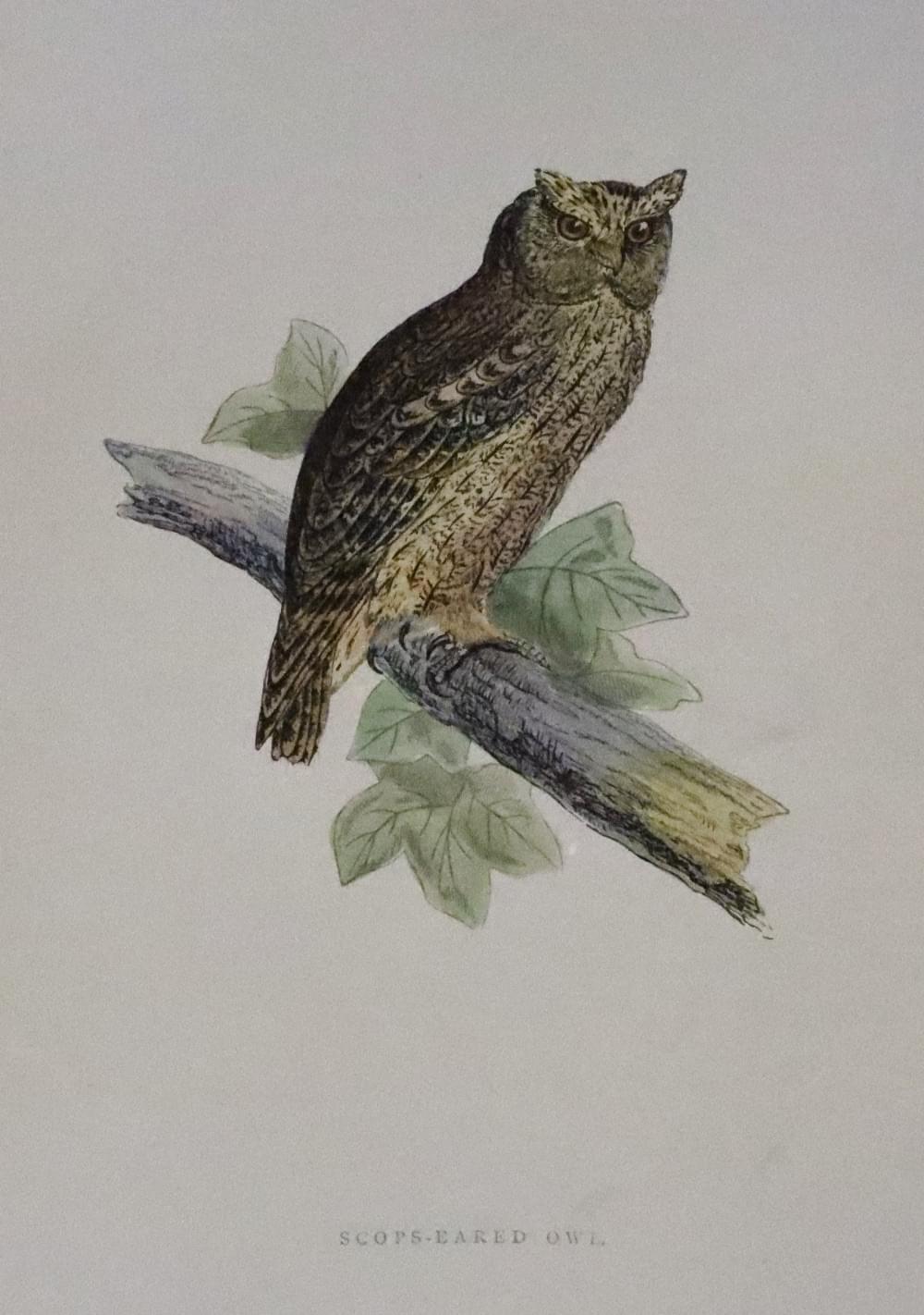 Scops-Eared Owl, Rev. F O Morris