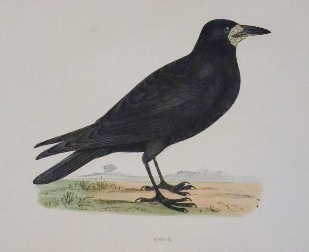 Crow, Rev. F. O. Morris 1895