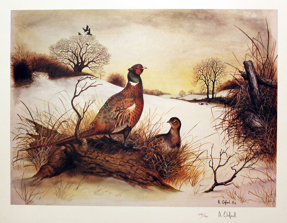 Pheasant in the Snow by Anthony Orford  Pheasant in the Snow by Anthony Orford
