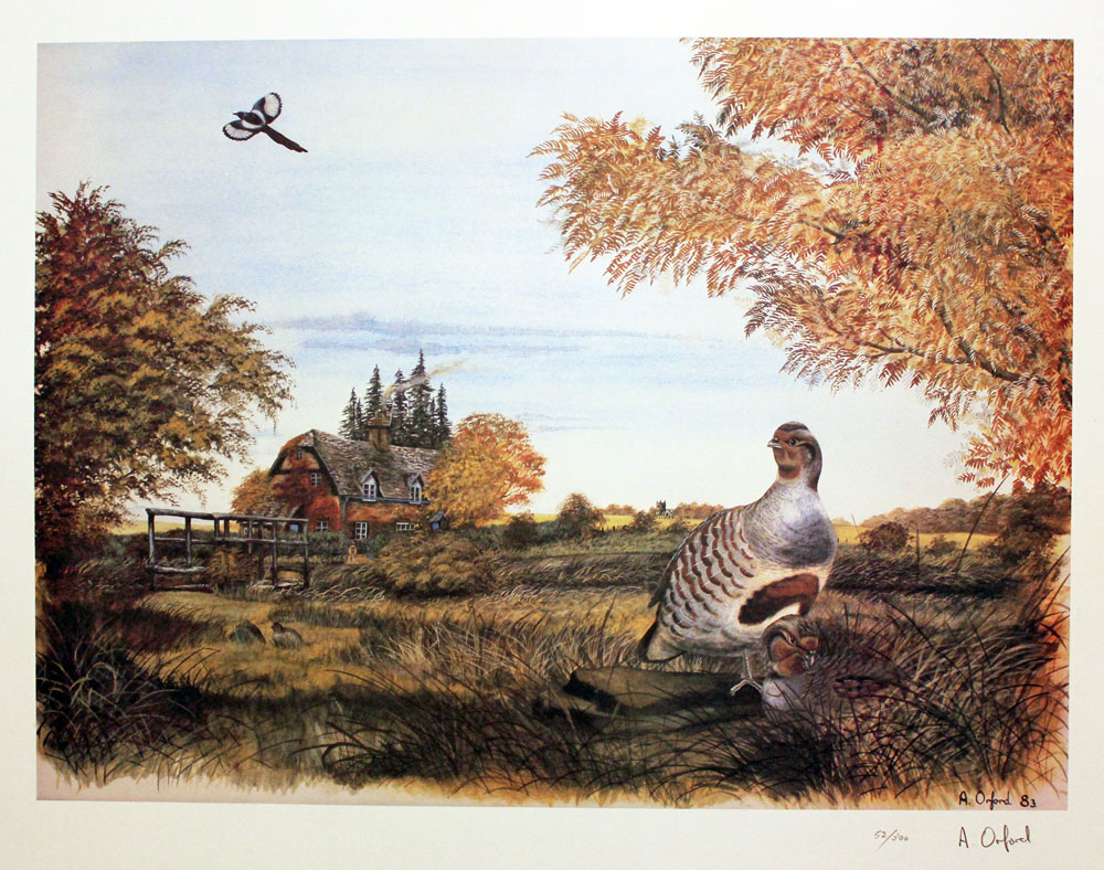 Partridge by Antony Orford  Partridge by Antony Orford