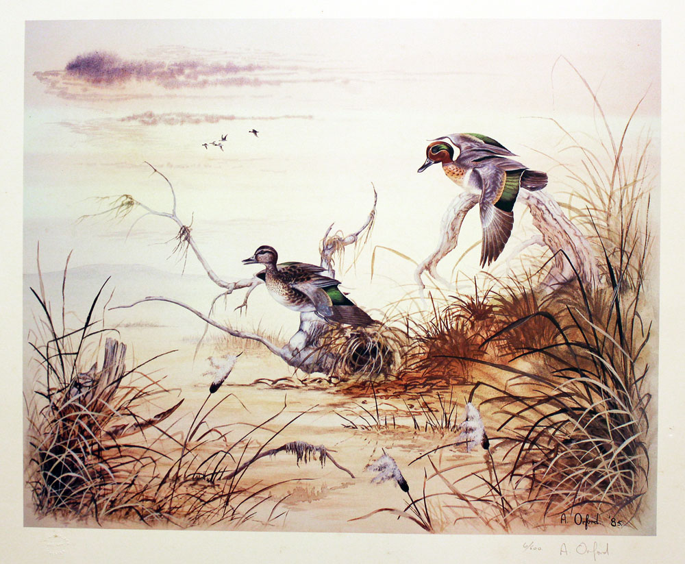 Green-winged Teal by Anony Orford  Green-winged Teal by Anony Orford