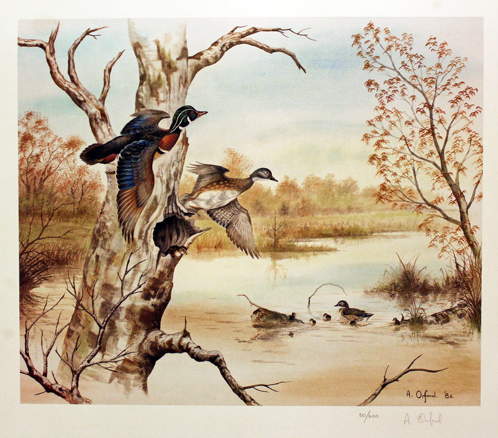 Wood Duck by Anthony Orford  Wood Duck by Anthony Orford