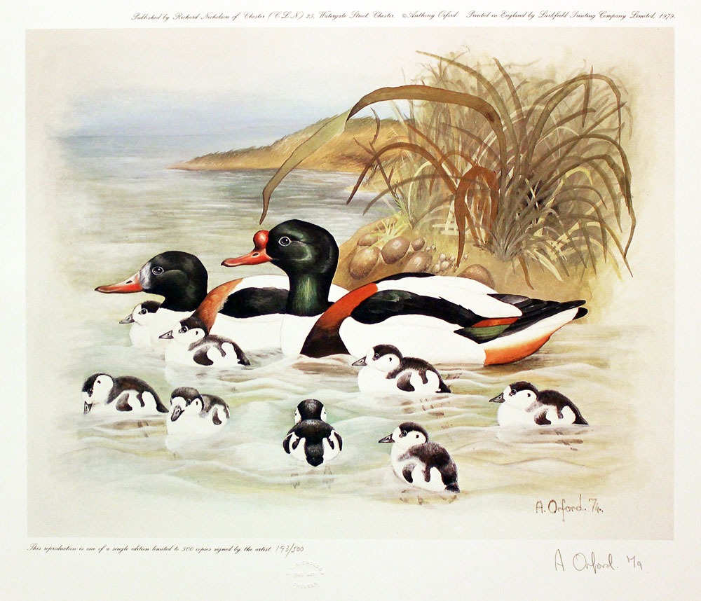 Summer Shelduck by Anthony Orford  Summer Shelduck by Anthony Orford