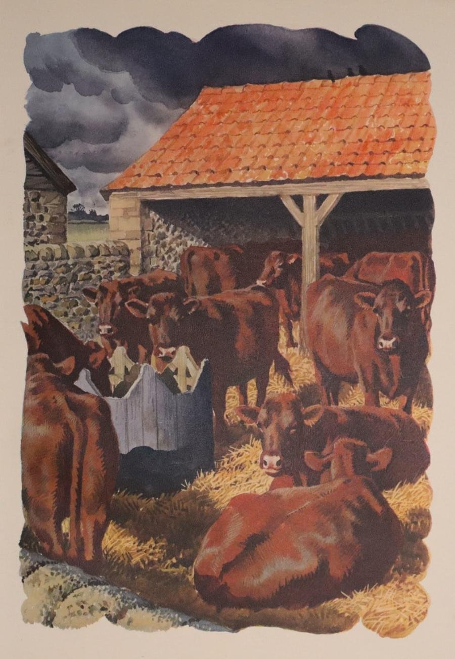 Red-Poll Bullocks, Charles F Tunnicliffe 1949