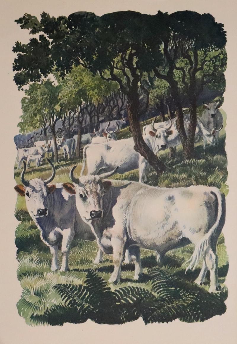 Chillingham Catlle, Charles F Tunnicliffe 1949