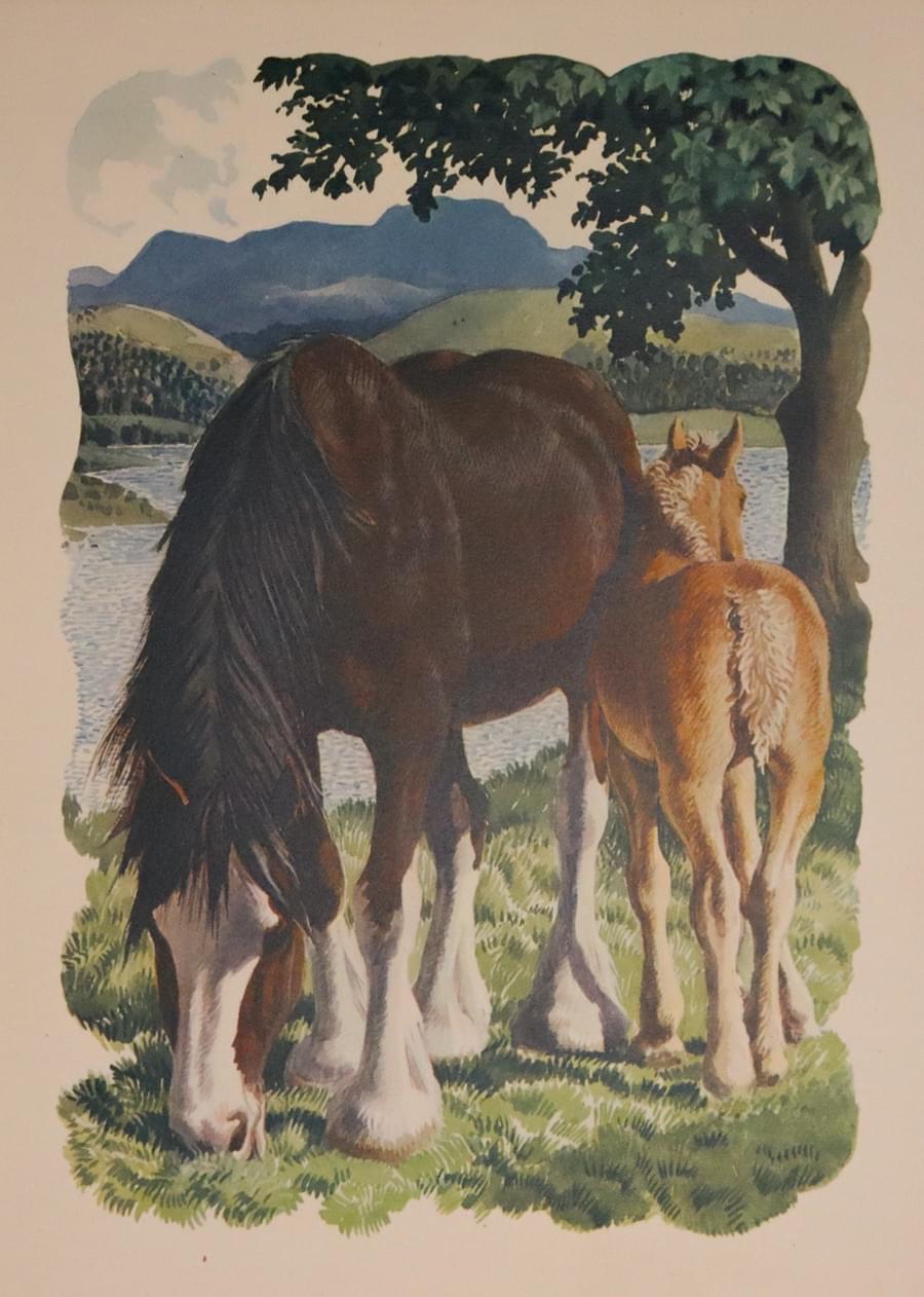 Clydesdale Mare and Foal, Charles F Tunnicliffe 1949