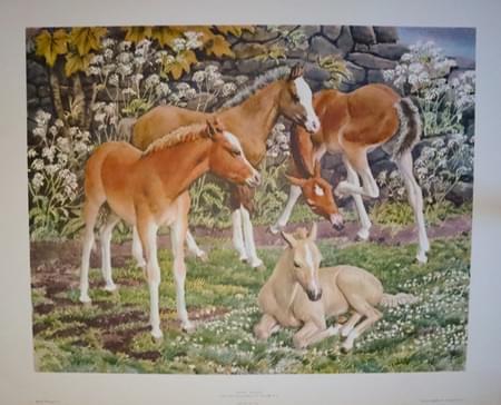 Pony Foals by Charles Tunnicliffe